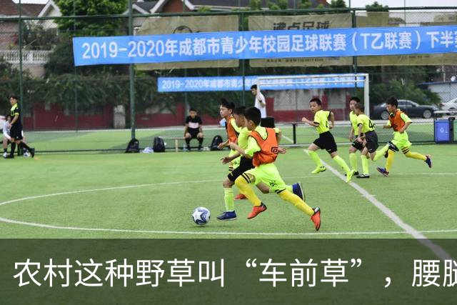 农村这种野草叫“车前草”，腰腿疼用它煮水喝有奇效，很多人不知道
